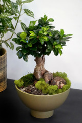 Ginseng Ficus (Ficus macrocarpa) | TROPICAL PLANTER