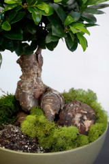 Ginseng Ficus (Ficus macrocarpa) | TROPICAL PLANTER