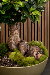 Ginseng Ficus (Ficus macrocarpa) | TROPICAL PLANTER
