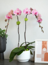 BELLINA | Double Planter