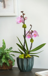 JADE | Compact Orchid