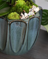 JADE | Compact Orchid