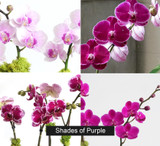 Cement Oval | Compact Double Orchid