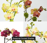 Cement Oval | Compact Double Orchid