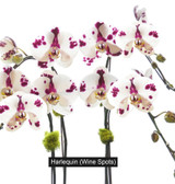 CEMENT OVAL | Quad Orchid Planter