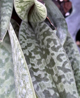 Paphiopedilum venustum (select breeding)