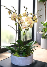 CEMENT | Triple Planter