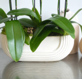 ASPER | Compact Triple Orchid