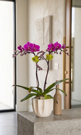 REMY | Compact Orchid