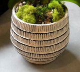 ITAL | Compact Orchid