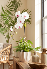 REMY | Single Planter