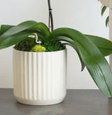 IVORY | Single Planter