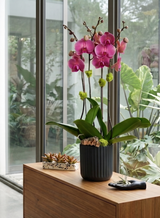 IVORY | Double Planter