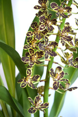 Grammatophyllum scriptum 'Leopard' | Seasonal