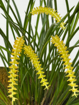 Dendrochilum wenzelii v. alba (yellow form)