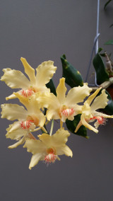 Dendrobium lowii Dendrobium lowii