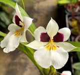 Miltoniopsis roezlii 'Panama' x self