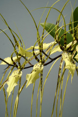 Brassia Rex 'Sakata' AM/AOS (verrucosa x gireoudiana)