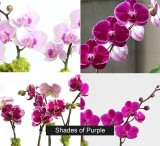 MIKO | Compact Triple Orchid