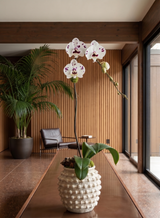 TANJIER | Single Planter