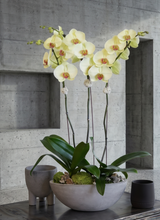 CEMENT OVAL | Triple Planter