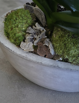 CEMENT OVAL | Triple Planter