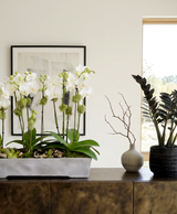SONORA | Compact 5 Orchid Planter