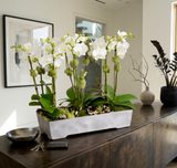 SONORA | Compact 5 Orchid Planter