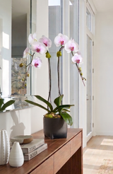 MAISON | Double Planter