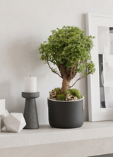 MINI MING | TROPICAL PLANTER