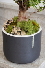 MINI MING | TROPICAL PLANTER