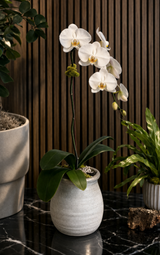 COUPE | Single Planter