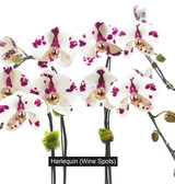 ARLEN OVAL | Limited 5 Orchid Planter ARLEN OVAL | Limited 5 Orchid Planter
