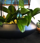 ARLEN OVAL | Limited 5 Orchid Planter ARLEN OVAL | Limited 5 Orchid Planter