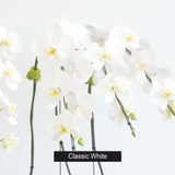 CEMENT OVAL | Limited Five Orchid Planter