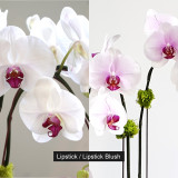 CEMENT OVAL | Limited Five Orchid Planter