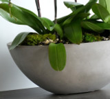CEMENT OVAL | Limited Five Orchid Planter