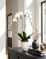 SABI | Double Planter