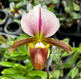 Paphiopedilum Memnon (charlesworthii x specerianum)