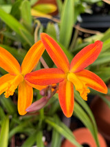 Laelia Seagull (milleri 'Big Island' HCC/AOS x briegeri 'Orchid Eros')