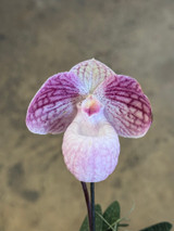 Paphiopedilum micranthum x Greyi