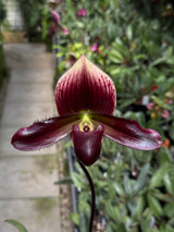 Paphiopedilum Master's Legend (Satchel's Legend x mastersianum)