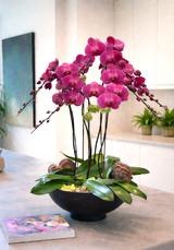 BASALT | 5 Orchid Planter