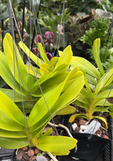 Aerides lawrenceae
