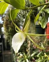 Angraecum infundibulare