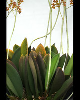 Trichocentrum microchillum 'Orchid Dynasty'