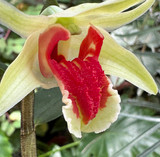 Dendrobium suzukii