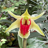 Dendrobium suzukii
