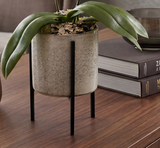 KINZO | Compact Orchid