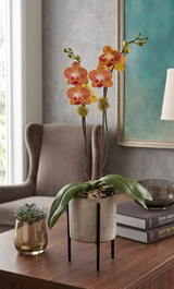 KINZO | Compact Orchid